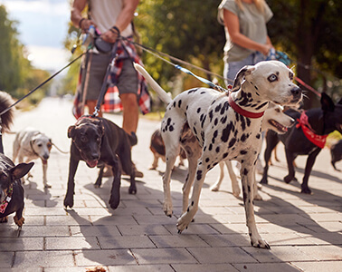 ataşehir pet kuaför