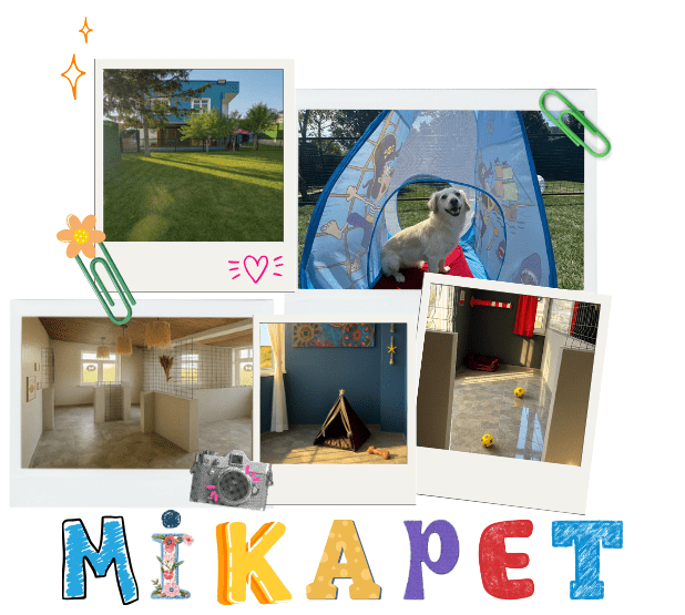 Mika Pet Palace bahçede oynayan köpekler