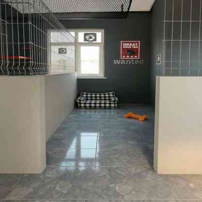 Bahçede oynayan köpekler